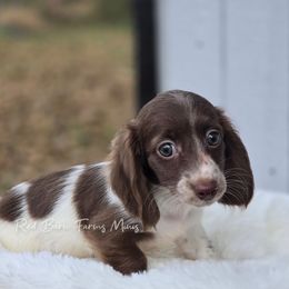 Cowboy - Piebald male Dachshund puppy in Mcminnville, Tennessee from Red Barn Farms Minis