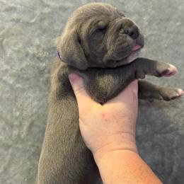 Purple collar - Blue female Great Dane puppy in Tyler, Texas from Blessed By Danes