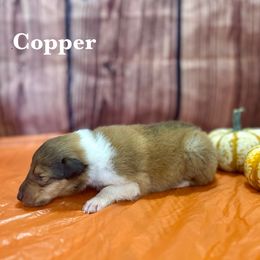 Copper - Sable male Collie puppy in Waterville, Iowa from Lisa’s Lassies