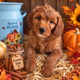 Cinnamon Sticks - Red  male Goldendoodle puppy in Daytona Beach, Florida from Beach Doodles