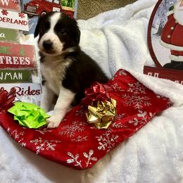 Border Collie and Jack Russell Terrier Puppies from CP FARMS BORDER COLLIES N JACKS CORP