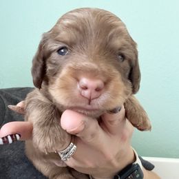 Ralphie - Chocolate and cream male Dachshund puppy in Perris, California from The Dach House