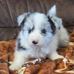 Girl 3 Champion lines - Blue merle female Border Collie puppy in Newalla, Oklahoma from Roughstock Border Collies and Dachshunds