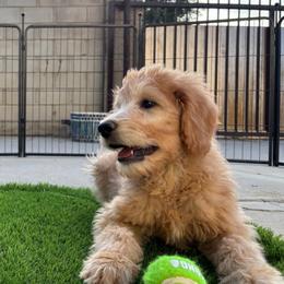 Scout - Apricot male Goldendoodle puppy in Lancaster, California from Tailor made farms