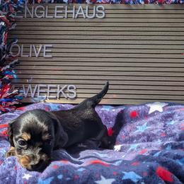Olive (America) - Black and tan female Dachshund puppy in Indianapolis, Indiana from Englehaus Dachshunds