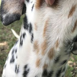 Tri-color "Mister" - older puppy - reduced to $1400 - White black and tan Dalmatian puppy in Leavenworth, Kansas from Tally Ho Dalmatians