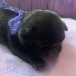 Pug Puppies from The Grumble Pack