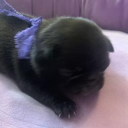 Pug Puppies from The Grumble Pack