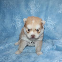 Max - Red and white male Pomsky puppy in Stockton, Utah from Mischa Nelson