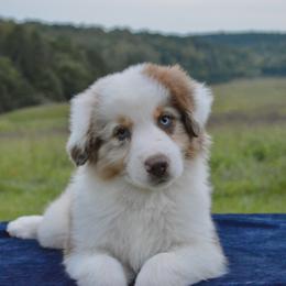 Australian Shepherd Puppies from KT’s Aussies