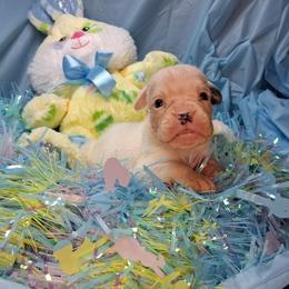 Boy 6 - White male Boxer puppy in Pikeville, Kentucky from Boxers of Whispered Wishes