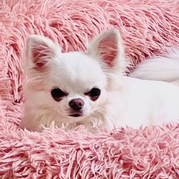 Louis - Cream and white male Chihuahua puppy in Morrisville, North Carolina from Mozzafiato Chihuahuas