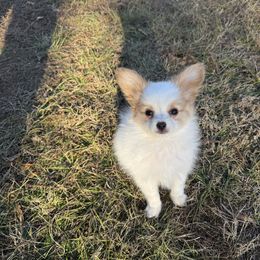 Boy 1 - White and lemon male Papillon puppy in Shirley, Arkansas from Lucky Pups