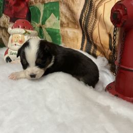 Denver - Black tri male Miniature Australian Shepherd puppy in Signal Mountain, Tennessee from D & D Miniature and Toy Australian Sheppards