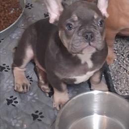 Groucy Smurf - Blue male French Bulldog puppy in Memphis, Tennessee from Love A Bull Frenchies