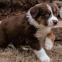 Australian Shepherds from Kalang Australian Shepherds