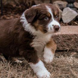 Australian Shepherds from Kalang Australian Shepherds