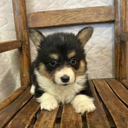 Full fluffy Ezra - Black and tan female American Corgi puppy in Decatur, Texas from Bar S Corgis