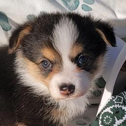 Hunter green Bandana Boy - Black and tan male Pembroke Welsh Corgi puppy in Cherokee, Oklahoma from MCS Farms-OK