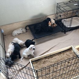 Australian Shepherd and Labrador Retriever Puppies from Wheatland Dog Center