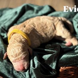 Evie - Apricot female Poodle puppy in Brooksville, Florida from Ariella Standard Poodles & Chinese Cresteds