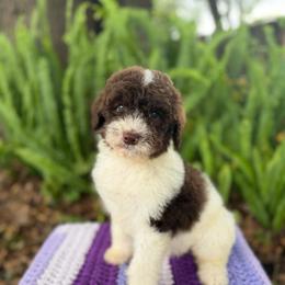 Fin - Chocolate male Goldendoodle puppy in Atlantic Beach, Florida from Glamorous Golden Doodles