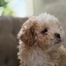Frosty - Gold and white male Shihpoo puppy in Rural Retreat, Virginia from Kopydlowski's Shihpoo and Shichon pups