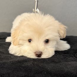 Girl 2 - White female Miniature Schnauzer puppy in Avondale, Arizona from Campos Schnauzers