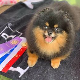 Maybel  - Pomeranian