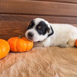 Black Collar - Blue male Australian Cattle Dog puppy in Nevada, Missouri from Back Road Dog Company, LLC