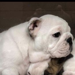 Bulldog Puppies from Deb Dixon's Bulldogs