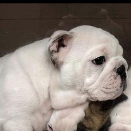 Bulldog Puppies from Deb Dixon's Bulldogs