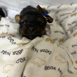 Penny - Black and tan female Yorkshire Terrier puppy in Illinois from Pretty Little Yorkies