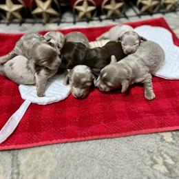 Dachshund Puppies from Honey Creek Doxies