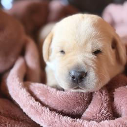 Boy 3 - male Labrador Retriever puppy in Winnemucca, Nevada from Oakley's Mountain View Kennel