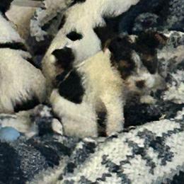Parti boy 2 - Parti male Yorkshire Terrier puppy in Hot Springs, Arkansas from Weslynn Kennels