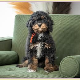 Korey - Black white and tan male Cockapoo puppy in Connersville, Indiana from Deaz Doodle Ranch