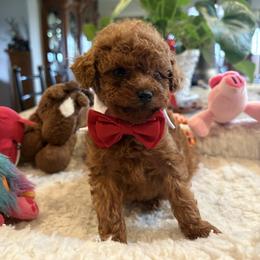 Tiny Tim Red - Red  male Poodle puppy in Bakersfield, California from Mary Gorgeous Poodles