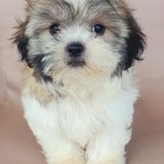 Roxy - Brown and white female Shichon puppy in Limestone, Tennessee from Pilot Hill Teddy Bear Puppies