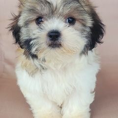 Roxy - Brown and white female Shichon puppy in Limestone, Tennessee from Pilot Hill Teddy Bear Puppies