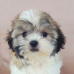 Roxy - Brown and white female Shichon puppy in Limestone, Tennessee from Pilot Hill Teddy Bear Puppies