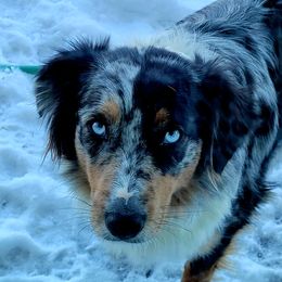 Heidi - Australian Shepherd