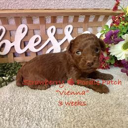 Vienna - Red  female Poodle puppy in Boyes, Montana from Strawberry Poodle Patch