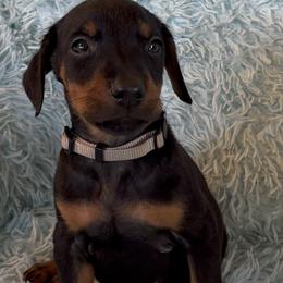 Boy 2 - Black and rust male Doberman Pinscher puppy in Centralia, Missouri from TopSpots Farm