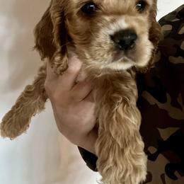 Green - Red and white male Cocker Spaniel puppy in Justin, Texas from Flud Farm Cocker Spaniels