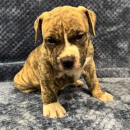 Fawn Brindle Male Blaze - Fawn brindle male American Pit Bull Terrier puppy in Nine Mile Falls, Washington from Bartin Kennels