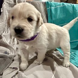 Golden Retriever Puppies from Oakland County Goldens