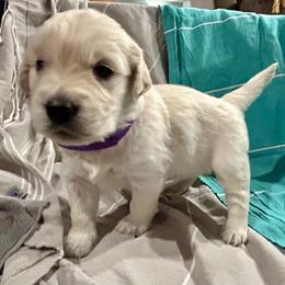 Golden Retriever Puppies from Oakland County Goldens