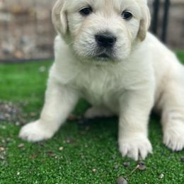 Boy 5 - Light golden male Golden Retriever puppy in Orland, California from Brownfield’s English Cream Golden Retrievers