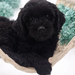Teal - Black female Goldendoodle puppy in Byron, Georgia from Southern Olive Doodles 🫒